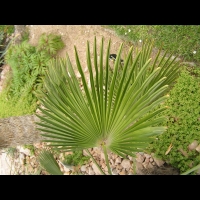Trachycarpus Wagnerianus (fam Arecacees) (01)